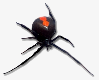 Red Back Spider, HD Png Download, Free Download