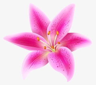 Pink Lily Flower Transparent Clip Art Image Gallery - Stargazer Flower Clip Art, HD Png Download, Free Download