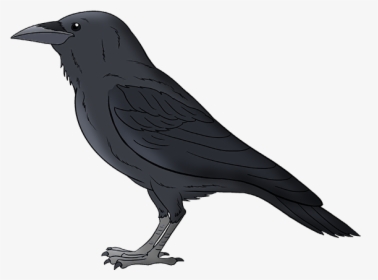 Black Crow Bird, HD Png Download, Free Download