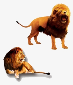 The Lion King Png Clipart - Lion And Lioness, Transparent Png, Free Download