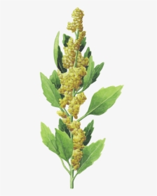 Kaffee Grafik - Quinoa Plant Transparent, HD Png Download, Free Download