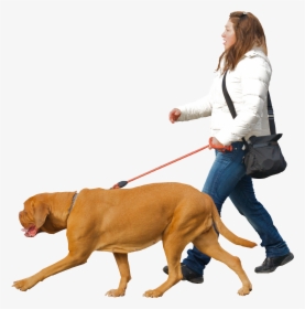 Dog,canidae,leash,dog Breed,dog Group,companion Dog,bloodhound,obedience - Man Walking Dog Png, Transparent Png, Free Download