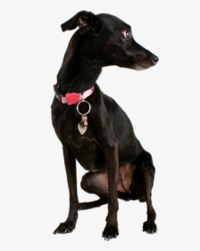 Dog, Black Dog, Pet, Mutt, Black, Animal, Cute, Canine - Perro Negro Png, Transparent Png, Free Download