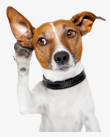 Dog Pet Ear Cropping Otitis - Dog Listening, HD Png Download, Free Download