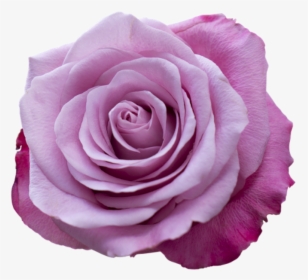 Clip Art Rosa Rosa - Boa Noite Com Rosa, HD Png Download, Free Download