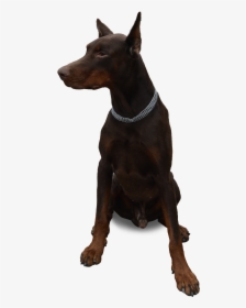Dog Sitting Png Image - Dog Doberman Png, Transparent Png, Free Download