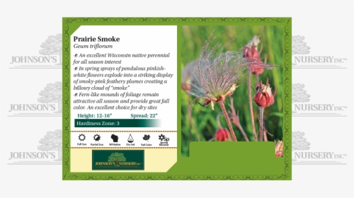 Prairie Smoke, Three-flowered Avens, Old Man"s Whiskers - Plant Stella D Oro Daylily, HD Png Download, Free Download