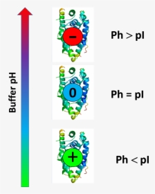 Protein Charge Is Function Of Buffer Ph - Protein Pi, HD Png Download, Free Download