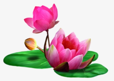 Lotus Clip Art - Transparent Background Lotus Png, Png Download, Free Download