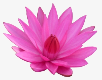 Transparent Background Lotus Flower Png, Png Download, Free Download