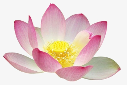 Lotus Flower Png Real, Transparent Png, Free Download