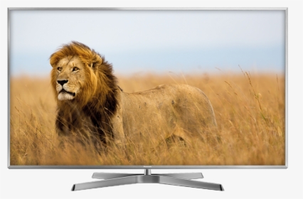 Pana Tv Ex750 - Wildlife Photography Lion, HD Png Download, Free Download