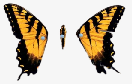 Brand New Eyes Butterfly Paramore Brand New Eyes Album Hd Png Download Kindpng