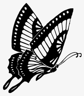 Butterfly Black Black And White Butterfly Clip Art - Butterfly Clipart Black And White, HD Png Download, Free Download