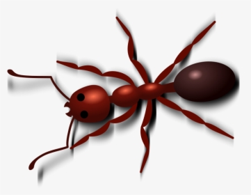 Ant Png - Transparent Background Ant Clipart, Png Download, Free Download