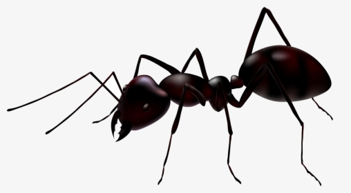 Ants Png Images Free - Ant Png, Transparent Png, Free Download