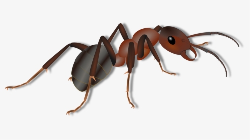 Carpenter Ants Control And - Ant For Kids, HD Png Download, Free Download