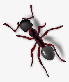 Ant Png - Ant Clip Art, Transparent Png, Free Download