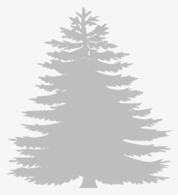 Transparent Pine Trees Clipart Pine Tree Clipart Transparent Background Hd Png Download Kindpng - pine tree roblox