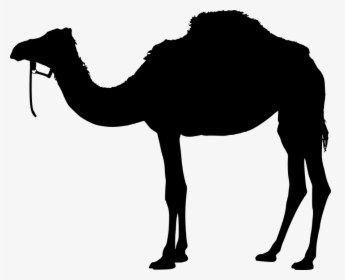 Camel, Animal, Silhouette, Back, Black, Desert, Design - Camel Png Hd, Transparent Png, Free Download