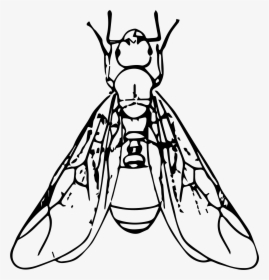 Ant Black And White Clipart Winged Ant - Ant With Wings Clipart, HD Png Download, Free Download