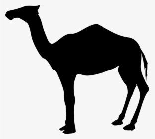 Drawing Camels Sitting Down - Camel Clipart Gif, HD Png Download, Free Download