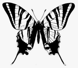 Black And White Clipart Butterflies - Butterfly Images Clipart B W, HD Png Download, Free Download