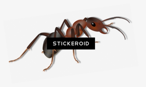 Ant Ants Clipart , Png Download - Ant, Transparent Png, Free Download