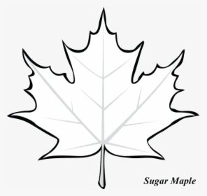 Leaf Outline Maple Drawing Gallery Transparent Png - Simple Maple Leaf Drawing, Png Download, Free Download