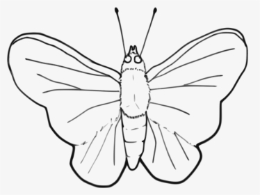 Stroke Drawing Butterfly - Insect Black And White Clipart, HD Png Download, Free Download