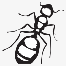 Ant Clipart Black And White Sketch Of An Ant Clip Art - Transparent Png Ant Png White, Png Download, Free Download