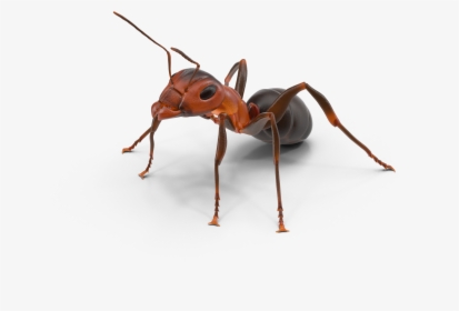 Ant Texas Insect - Ant Png, Transparent Png, Free Download