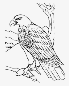 Bald Eagle Outline Cliparts - Hawk Clipart Black And White, HD Png Download, Free Download