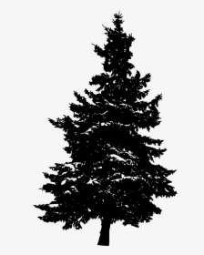 Pine Silhouette Fir Tree - Transparent Pine Tree Silhouette, HD Png Download, Free Download