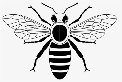 Honey Bee To Draw - Queen Bee Svg Free, HD Png Download, Free Download