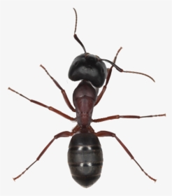 Ant Image With Transparent Transparent Background - Ant Png Transparent, Png Download, Free Download