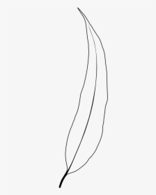 Gum Drawing Leaf - Eucalyptus Leaf Black And White, HD Png Download, Free Download