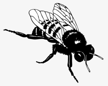 Bumble Bee Clip Art Download - Realistic Bee Clip Art Black And White, HD Png Download, Free Download