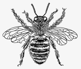 It Is Actually Remarkably - Honey Bee Black And White, HD Png Download, Free Download