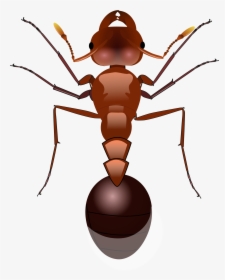 Insect Clipart Fire Ant - Ants Png, Transparent Png, Free Download