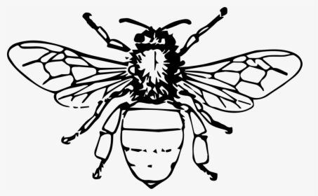 Clip Art Honey Bee Drawing - Honey Bee Drawing Png, Transparent Png, Free Download