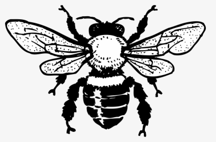 Clipart Bee Honey Bee - Free Bee Clipart Black And White, HD Png Download, Free Download