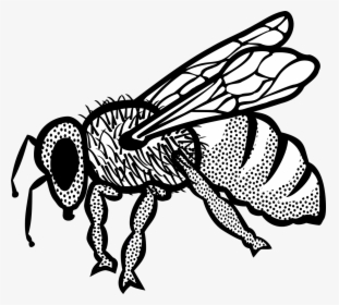 Bee - Honey Bee Drawing With Colour, HD Png Download, Free Download