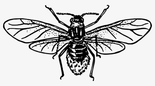 Transparent Bee Outline Png - Honey Bee Drawing Outline, Png Download, Free Download