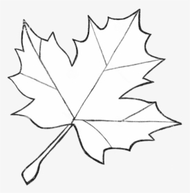 Leaf Outline Clipart Royalty Free Differnt Sizes Rr - Fall Leaf Drawing Easy, HD Png Download, Free Download