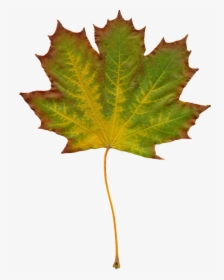 Leaves Nature Autumn - Do Leaves Change Color Worksheet, HD Png Download, Free Download