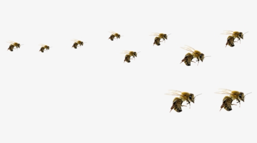 Hd Transparent Background Free - Transparent Background Bees Png, Png Download, Free Download