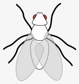 Flies Clipart, HD Png Download, Free Download