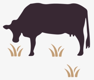 Australian Wagyu Association Cattle Pig Ox - Dairy Cow, HD Png Download, Free Download
