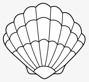 Clip Art Black And White - Sea Shells Outline, HD Png Download, Free Download